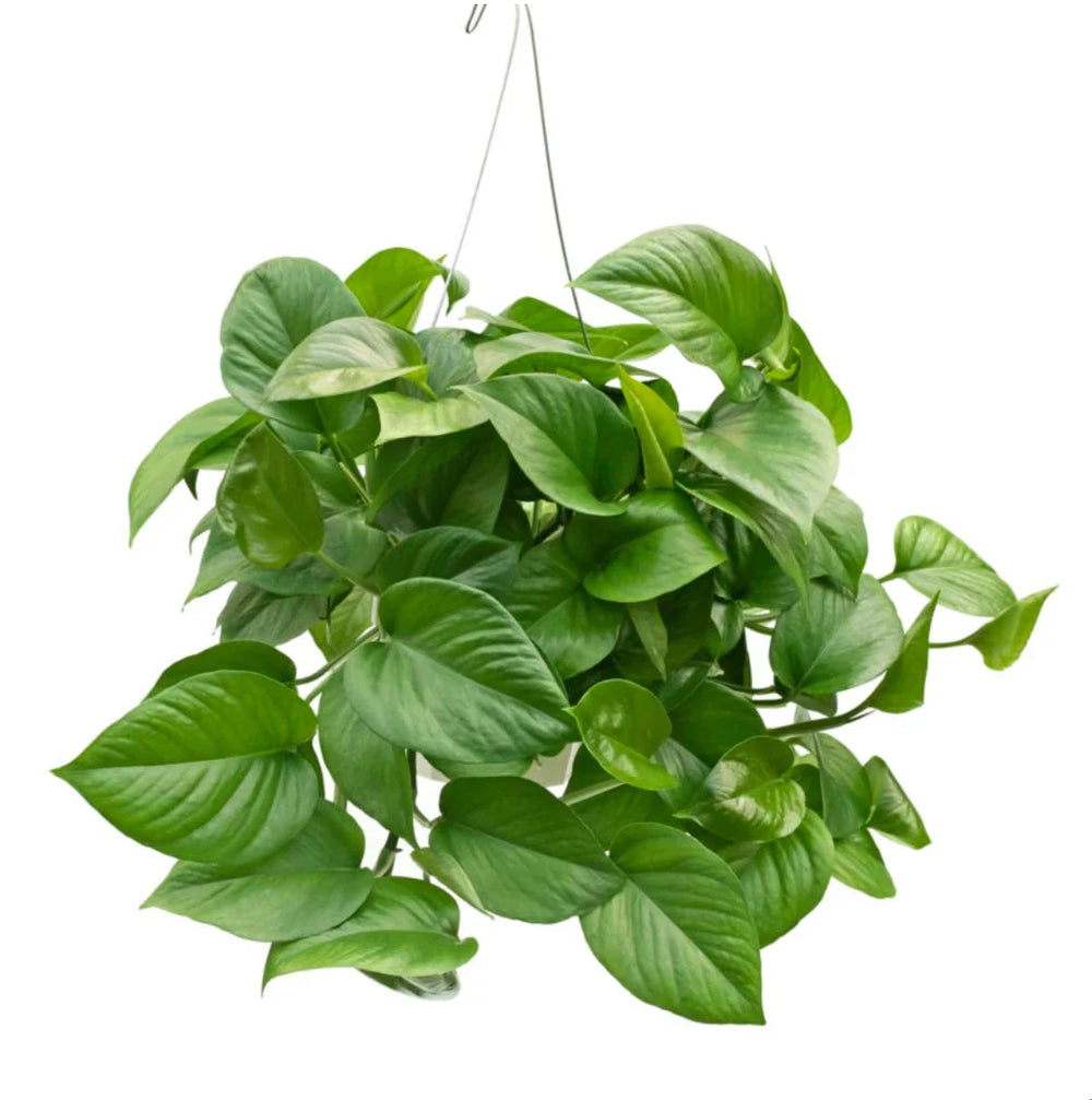 Jade Pothos