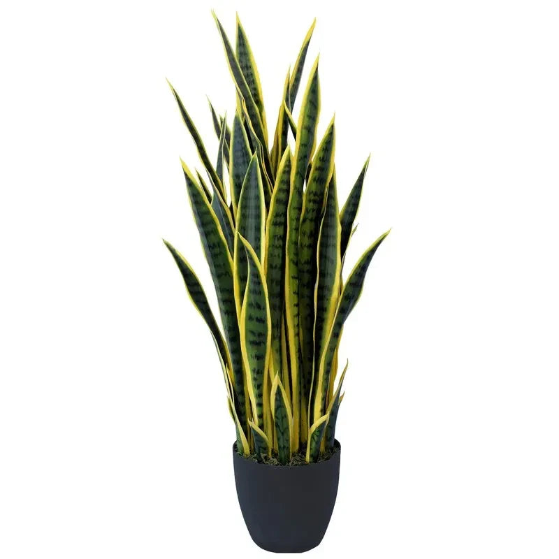 Snake Plant