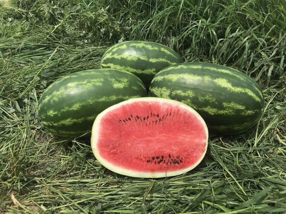 Red Seeded Watermelon